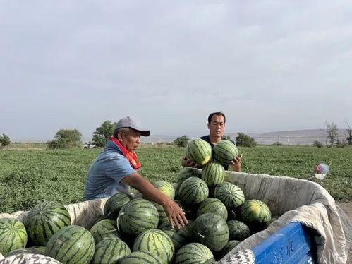 刁镇吃瓜,揭秘当地特色美食背后的故事