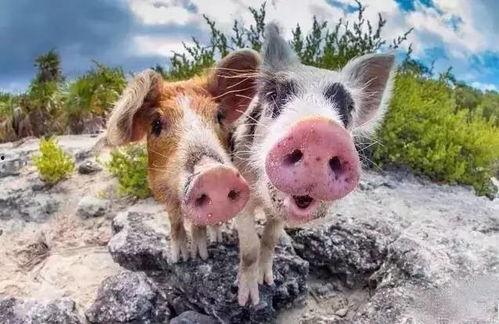 淄博蜡笔小猪吃瓜,趣味横生引发网友热议