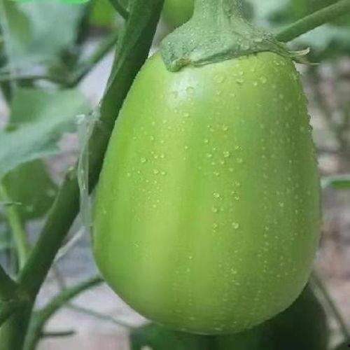 河南妮吃瓜,揭秘网络热点的背后故事