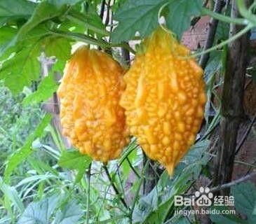 赖瓜怎样吃,探索美味新境界