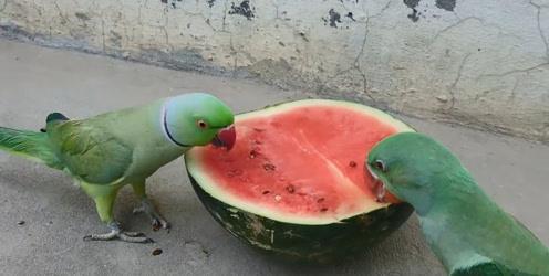 吃瓜吃到自己家里,一场意外的家庭风波