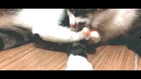 小猫可以吃冰瓜吗,揭秘小猫能否享用冰瓜