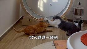 小猫吃拉瓜,小猫的拉瓜美食之旅