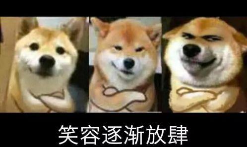 瓜太狼吃瓜,一场吃瓜盛宴的奇幻之旅